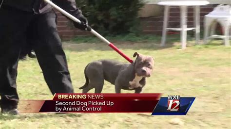No Charges To Be Filed Against Owner Of Pit Bulls That Attacked Toddler