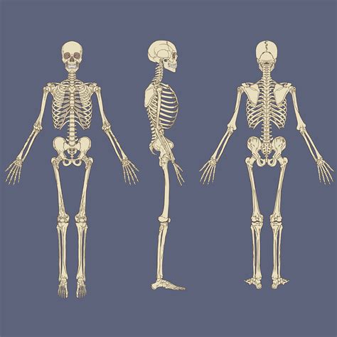 Human Skeleton Labeled