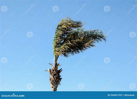 Palm Tree Blowing In The Wind Digital Photo Image Stock Photo Image