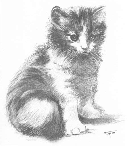 Gato Dibujo Lapiz Imagui Dibujos De Animales Bosquejo De Gato