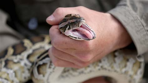 Florida Teen Captures 28 Burmese Pythons Gets Top Prize Abc11