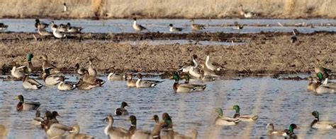 Changes To Us Migratory Bird Hunting Regulations On