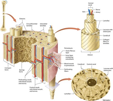 Module 62 Microscopic Structure Of Bone Tissue Structure Of Bone