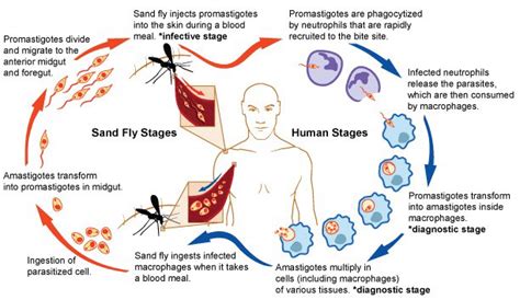 Life Cycle Of Leishmania Parasites Showing The Sand Fly And Human Download Scientific Diagram