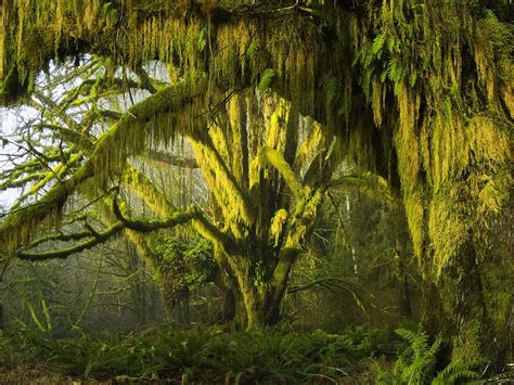 45 Hoh Rainforest Wallpaper Wallpapersafari