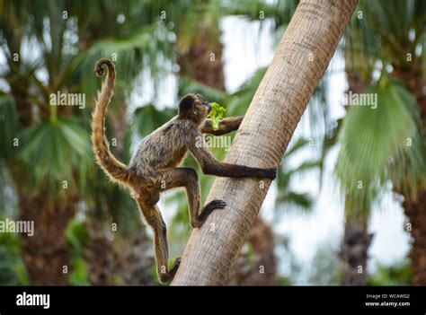 Palm Tree Climbing Hi Res Stock Photography And Images Alamy