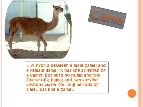The other bulls (males) will travel in bachelor herds. PPT - Hybrid Animals PowerPoint Presentation, free ...