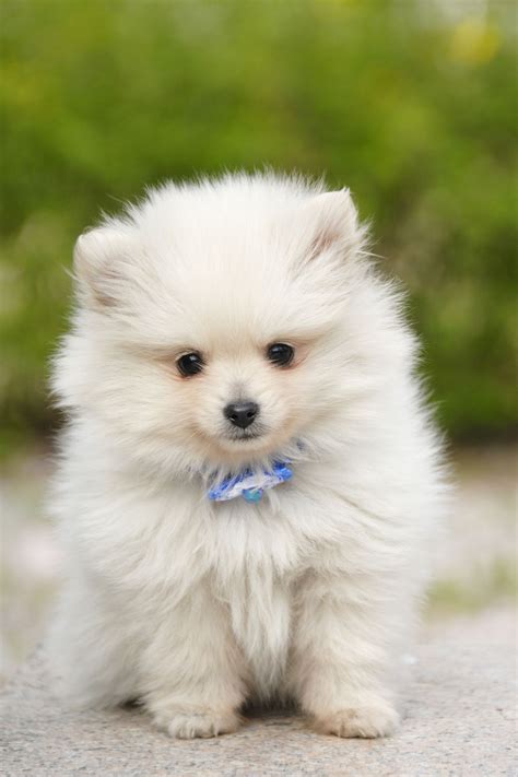 Pomeranian Puppy White Small Fluffy Cute Puppies