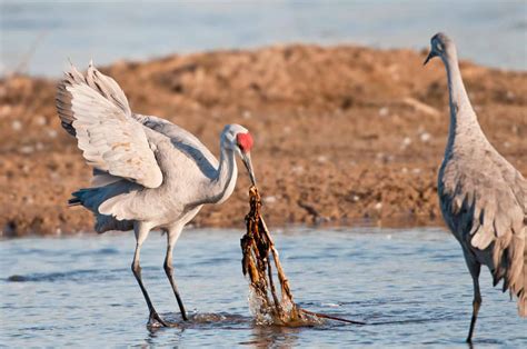 What Do Sandhill Cranes Eat Diet And Facts