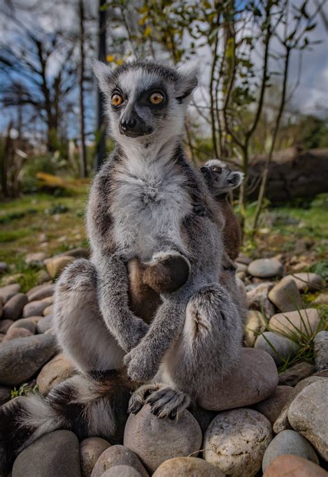 Twin Endangered Ring Tailed Lemurs Born At Chester Zoo The Irish News