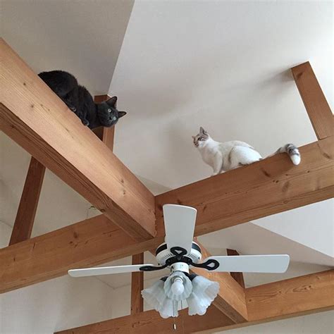Pin By Nicole On クイック保存 Cats Ceiling Fan Decor