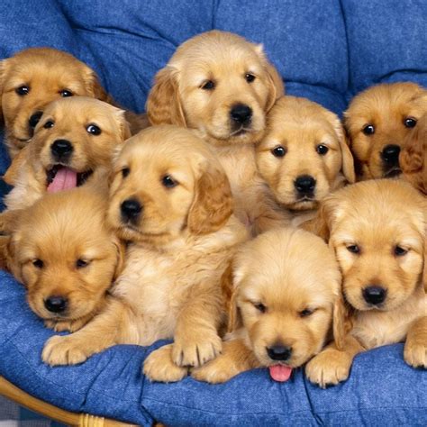 You will find more usage examples at our website. Lots of puppies ;) | Puppies, Golden retriever