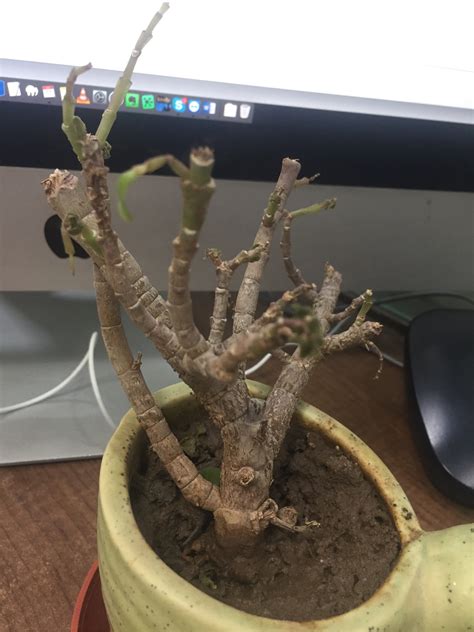 How to save a dying plant. indoors - Why is my jade plant dying? - Gardening ...