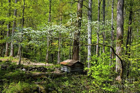 Spring In Great Smoky Mountains National Park Photograph