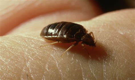Bed Bug Bites Signs Youve Been Bitten In Your Sleep And How To Get