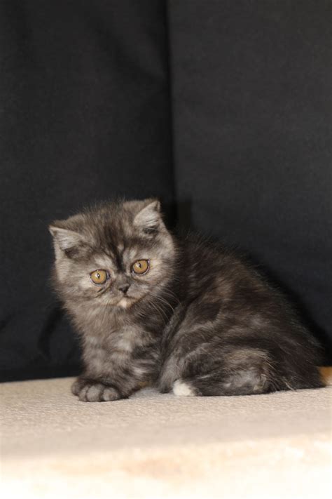 Exotic Shorthair Cats For Sale Aurora Co 253000