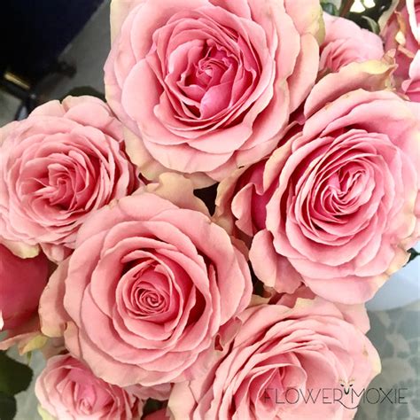 Pink Geraldine Roses Fresh Diy Wedding Flowers Flower Moxie