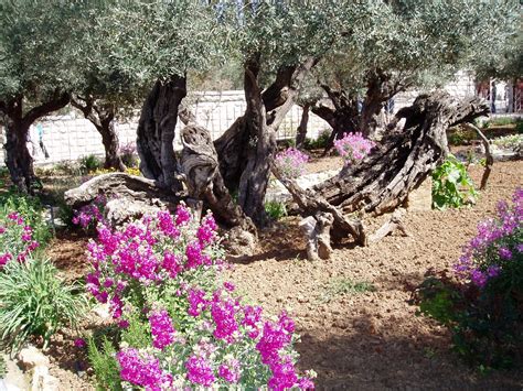 Ancient Olive Tree In The Garden Of Gethsemane Jerusalem Garden Of