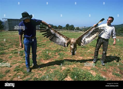 Scientist Release A Griffon Vulture Gyps Fulvus After Ringing And