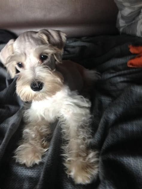 All of our dogs range in age from less than one year to sixteen, and none of. Miniature Schnauzer Puppies For Sale | Waco, TX #171592