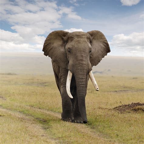 🔥 49 Hd Elephant Wallpaper Wallpapersafari