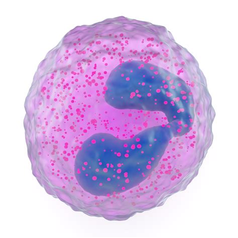 Eosinophil Granulocyte Unga Vetenskap Och Hälsa