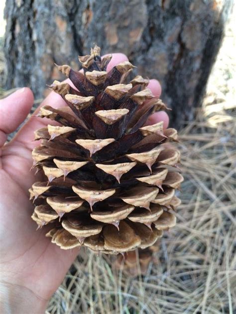 Ponderosa Pine Cones Etsy