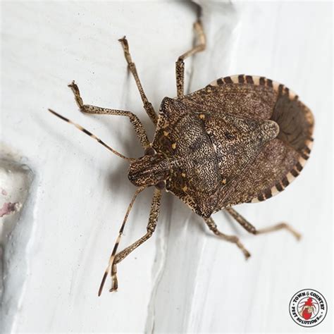 Nobody wants uninvited house guests, particularly the tiny kind that crawl and sting or bite. Everything Package | Town and Country Pest Solutions Inc.