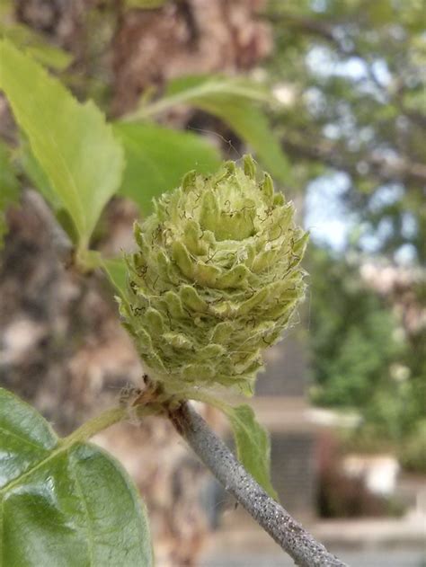 Birch are trees that are native to europe and parts of asia. Basic Tree All Pictures | Tree Identification | Regional ...