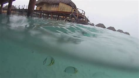 Bora Bora French Polynesia Feeding The Fish Underwater