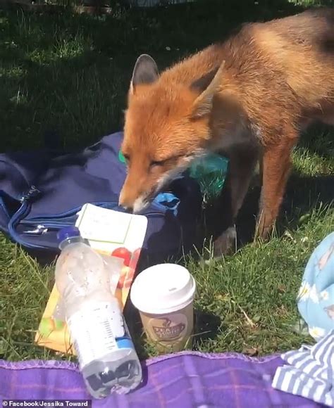 new mother 22 captures the adorable moment a fox comes to join her picnic daily mail online