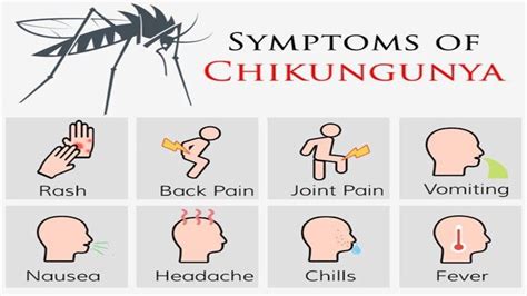 Chikungunya What Are The Symptoms All You Need To Know India Today