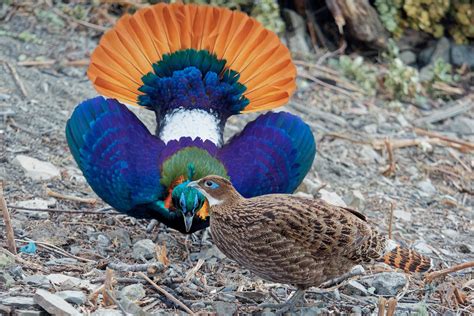 🔥 Male Himalayan Monal Doing One Of Its Many Courtship Displays 🔥