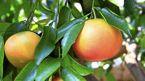Get A New Grapefruit Tree In The Ground In Autumn Sunshine Coast Daily