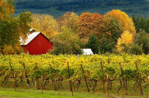 Saginaw Vineyard Visit Oregon Wine Tasting Rooms