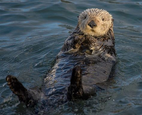 Enhydra Lutris Sea Otter