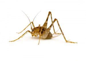 They will eat most anything plant or animal, but rarely bother i doubt the substance is harmful if it really was a cricket. Camel Crickets Control & ID - Brody Brothers Pest Control ...