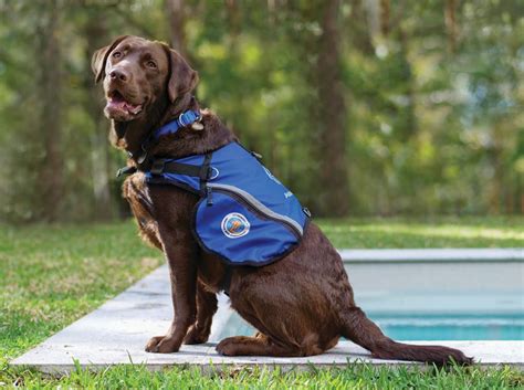 Why Do Service Dogs Wear Vests Assistance Dogs Australia