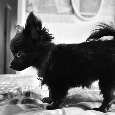 An Owner Guide For Pomchi Chihuahua Pomeranian Mix With Images