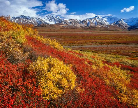 Autumn Colors In The Alaska Range Denali National Park — Stephen