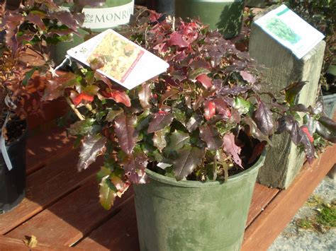 House Plants With Red Leaves
