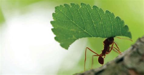 ആഹാരത്തിനായി സ്വയം കൃഷി ചെയ്യുന്ന ഉറുമ്പുകള്‍ Parasol Ants Facts