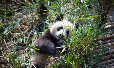 Do Giant Pandas Get Poached 3 Reasons Why Explained