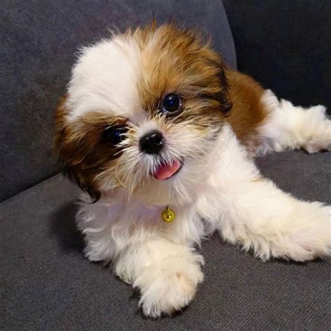 Newborn puppies are only able to feed by suckling from their mother (or if not possible, a commercial milk puppy care tips. Pin by Louise yuhas on Shih tzu puppy | Shitzu puppies ...