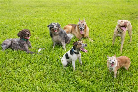 Dog Park Etiquette Rules Every Pup Parent Should Know