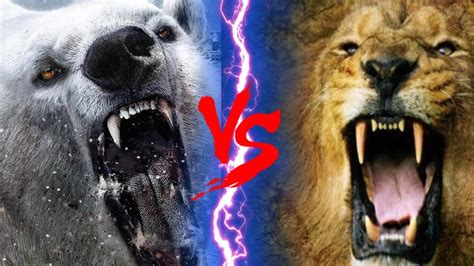 Barbary Lion Vs Polar Bear Barbary Lion Vs Polar Bear Who Would Win