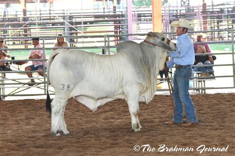Championship Brahman Cattle From Brc Br Cutrer Inc
