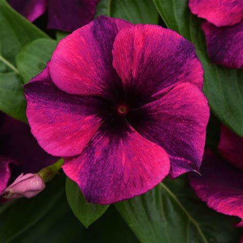 Catharanthus roseus (madagascar periwinkle) is an upright, flowering annual perfect for beds and containers. Vinca Tattoo™ series - Norseco