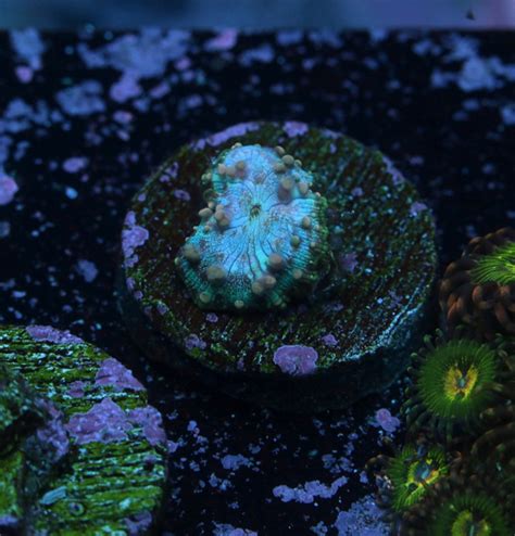 California - FOR SALE: Neptune Bounce Mushrooms | REEF2REEF Saltwater ...