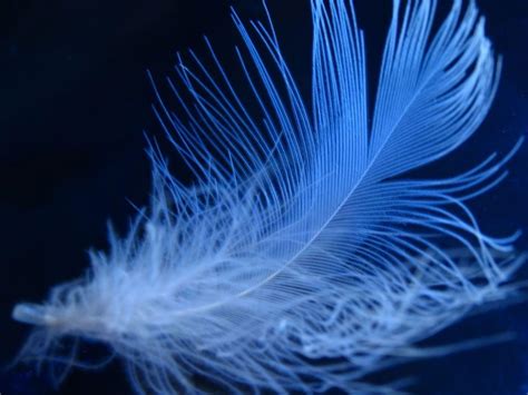 Blue Feather Wallpapers Top Free Blue Feather Backgrounds